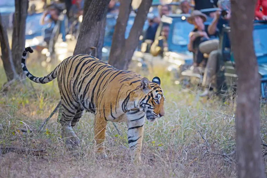 Ranthambore Cab Tour